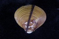 藏品(臺灣蜆)的圖片